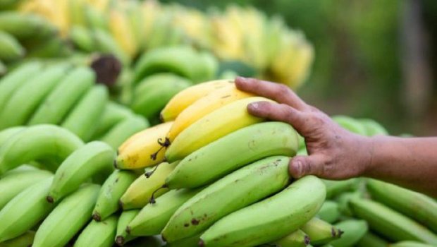 Yaşıl banan xərçəngə yoluxmanın QARŞISINI ALIR