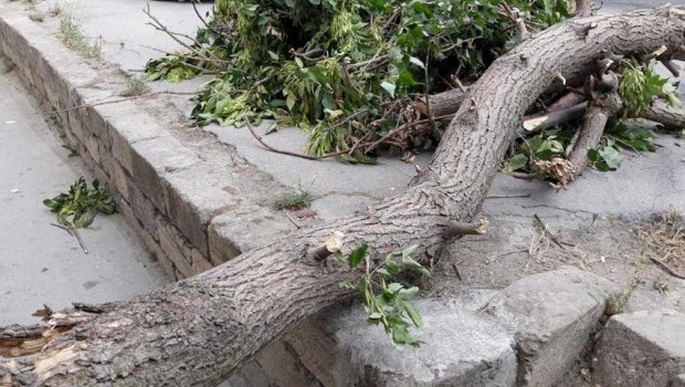 Bakıda güclü külək ağacı qadının üzərinə aşırdı