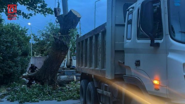 Güclü külək Gəncədə 5 irigövdəli ağacı aşırdı – FOTO