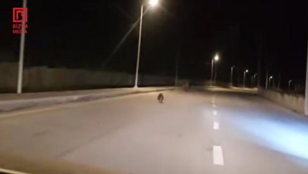 “Marxal” yolunda ayılar GÖRÜNDÜ - FOTO/VİDEO