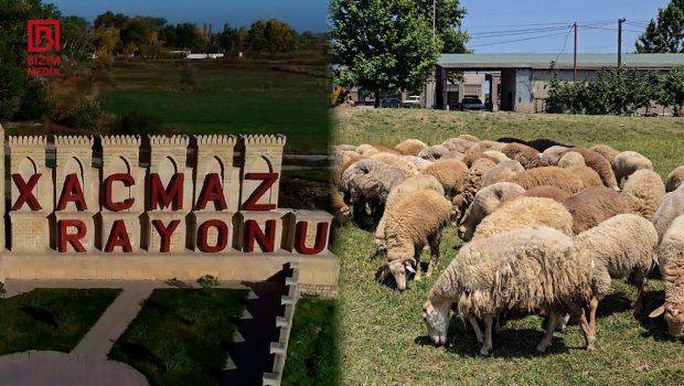 Xaçmaza niyə Ağcabədi və Beyləqandan qoyun GƏTİRİLİR? – VİDEO