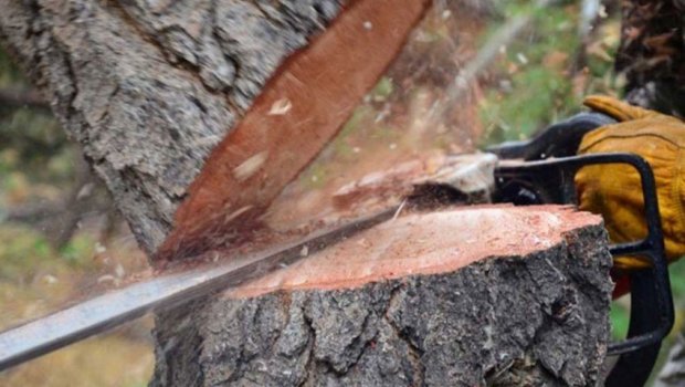 Bakı və iki rayonda yaşıllıqların qanunsuz kəsilməsi faktları aşkar olundu