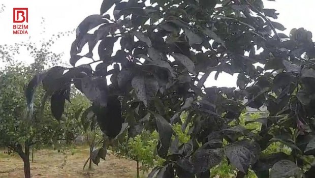 Bu bölgəmiz yayı yağışla qarşılayır – FOTO/VİDEO