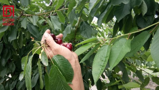 Gilasın baha olmasının səbəbi BƏLLİ OLDU – Xaçmaz bağlarından REPORTAJ – FOTO