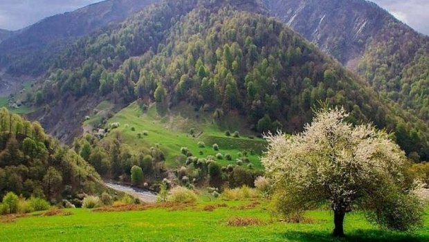 Masallıda DƏHŞƏT: 29 yaşlı kişi ailə üzvlərini güllələdi - 1 ölü, 2 yaralı var