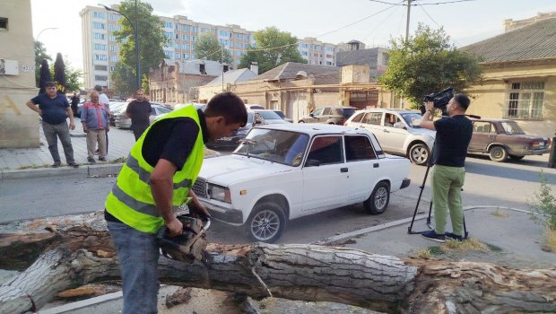 Gəncədə külək fəsadlar TÖRƏTDİ: Ağac maşının üstünə aşdı - FOTO