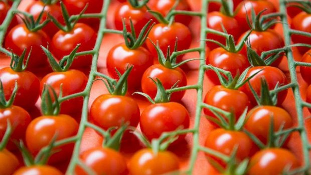 Təzə pomidorları soyuducuda SAXLAMAYIN: Ən yaxşı yer haradır?