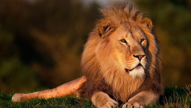 Türkiyədə şir zoorparkdan qaçdı, bir nəfəri ağır yaraladı