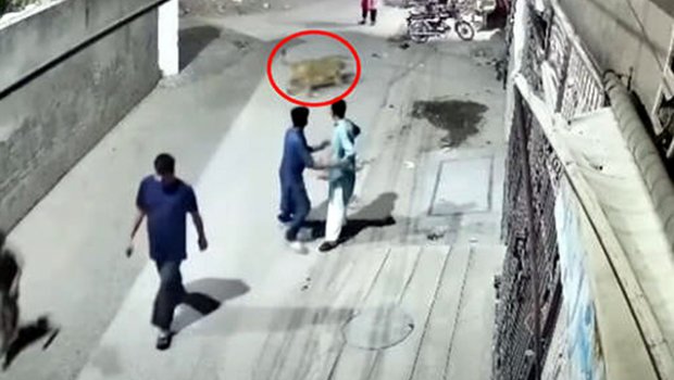 Fermadan qaçan şir qadına və iki uşağa hücum etdi – ANBAAN VİDEO