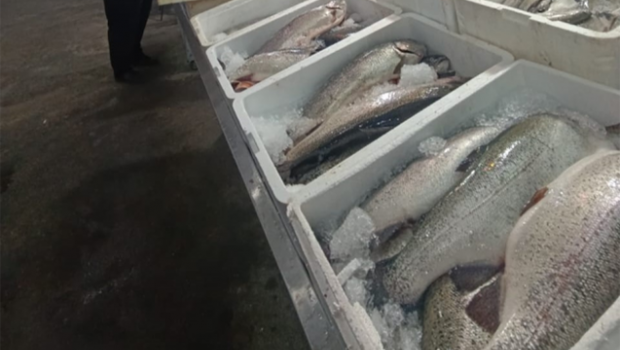 “Keşlə” bazarında yararsız balıq məhsulları satılırmış – FOTO