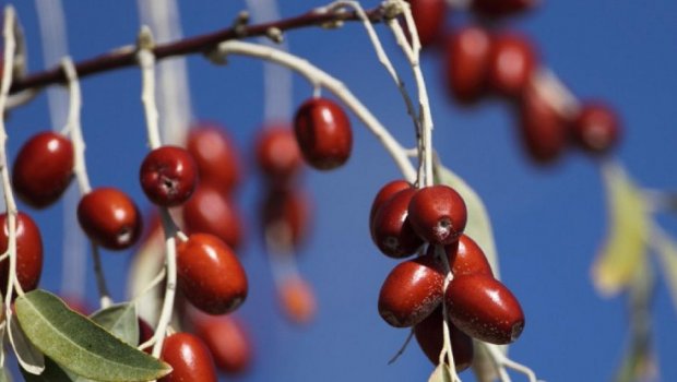 Bu vitaminlərə görə iydə YEYİN
