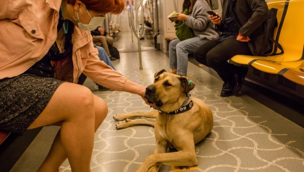 Bakı metrosunda ev heyvanları ilə səyahət – Hansı hallarda icazə var?