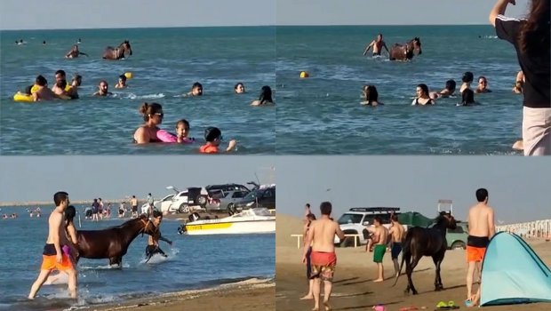 Pirşağı çimərliyində atlar dənizə salındı – VİDEO