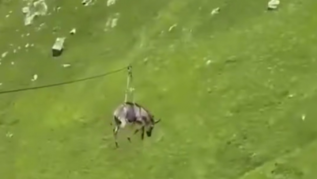 Bloger "like" üçün eşşəyi "zipline"la havaya buraxdı – VİDEO