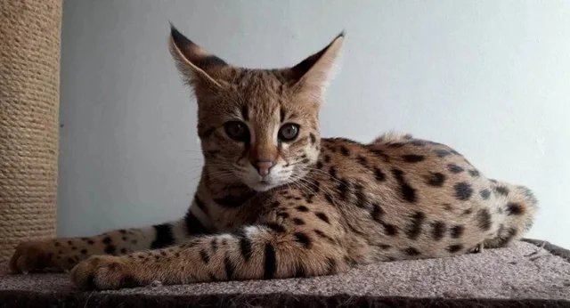 Azərbaycanda 17 minə pişik satılır – FOTO - foto 2