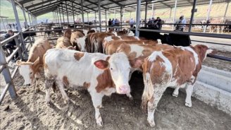 Aldığınız ətin rənginə, qoxusuna fikir verin – Dabaq xəstəliyi TƏHLÜKƏSİ