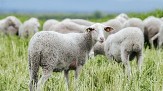 İndi də “qoyunçiçəyi virusu” YAYILIR – Azərbaycana gəlmə ehtimalı varmı? – RƏSMİ AÇIQLAMA