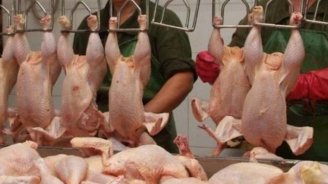 &ldquo;Kənd toyuğu&rdquo; adıyla satılan rənglənmiş toyuqları necə ayırd etmək olar? &ndash; Bu üç üsul həyatınızı xilas edəcək