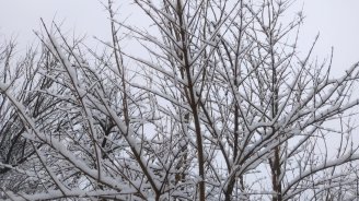 Şimal-Qərb rayonları ağ örpəyə büründü - FOTO/VİDEO