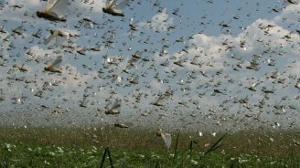 Anomal istilər həşəratları vaxtından əvvəl &ldquo;oyandırdı&rdquo; &ndash; Çəyirtkələrin qarşısı alınmasa, nə baş verə bilər?