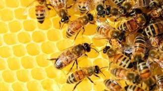 Özbəkistandan Azərbaycana gətirilən arılarda gənə var? - RƏSMİ AÇIQLAMA