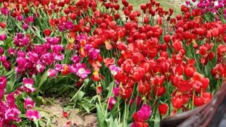 Bulvarda əkilən gülləri kim bu hala salıb? - VİDEO