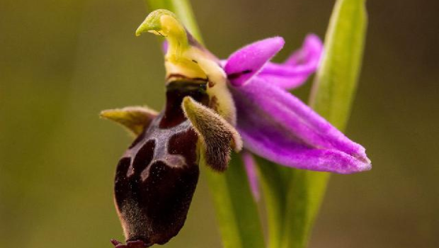 Qarabağı yenə “Xarıbülbül” bəzəyəcək