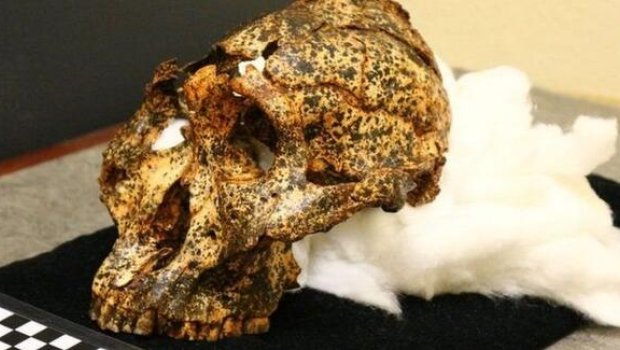 2 milyon il yaşı olan kəllə