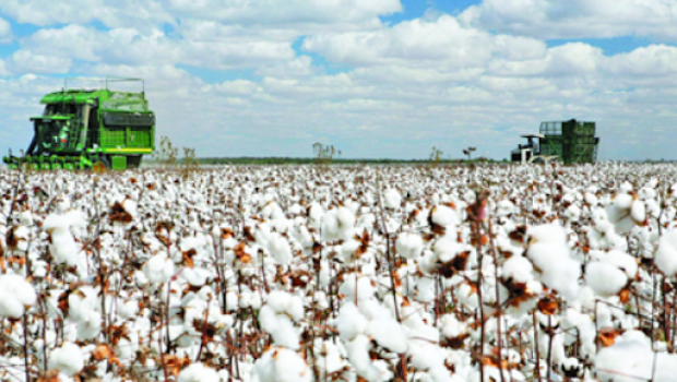 Pambıq yığımı rekord həddə çatır