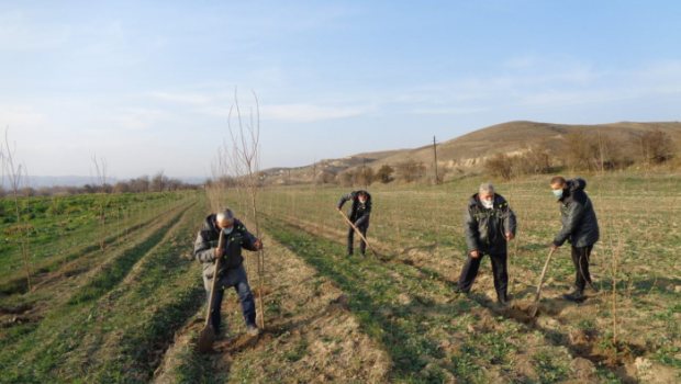 Şərq çinarının növbəti ünvanı Zəngilan oldu