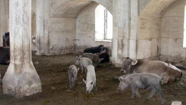 Ermənilər bu məsciddə də donuz saxlayıblar  – VİDEO