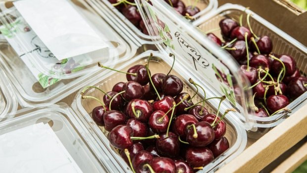 500 qram gilas rekord qiymətə satıldı