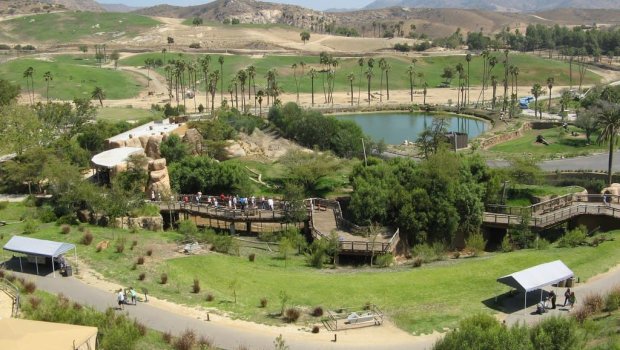 San-Diyeqo zooparkının qorillaları koronavirusa yoluxdu - FOTO
