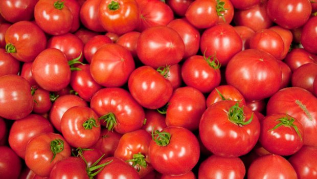Azərbaycan Körfəz və Avropa ölkələrinə pomidor ixrac edəcək 