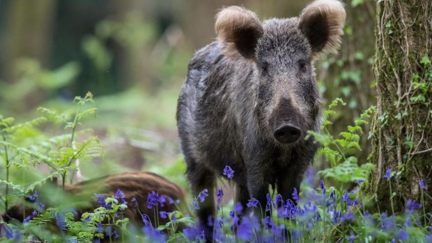 Ovçu qadının özü şikar olacaqdı – VİDEO