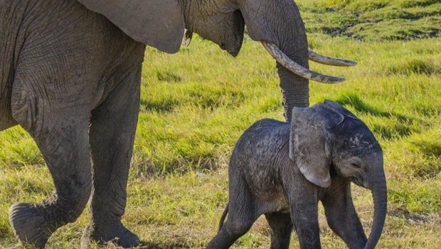 Fil balasından turistə minnət – VİDEO