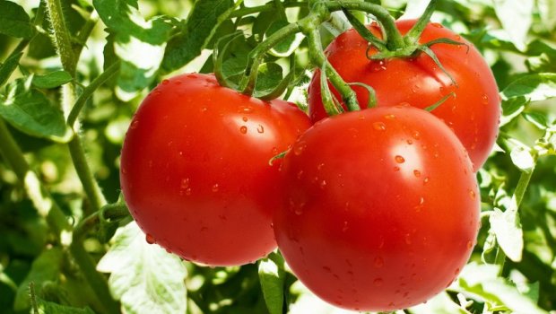 Azərbaycan pomidorları Ukrayna bazarlarında – Rəsmi