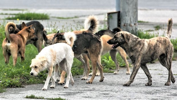 İcra hakimiyyətləri sahibsiz itlərə qarşı məsuliyyətsizlik edirlər - ARAŞDIRMA