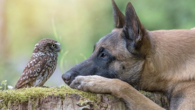 İt yaralı quşu xilas etdi və dost oldular - VİDEO