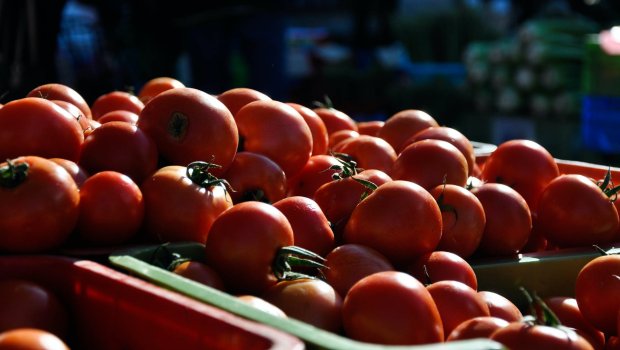 Daha 13 şirkət Rusiyaya pomidor və alma ixrac edə biləcək