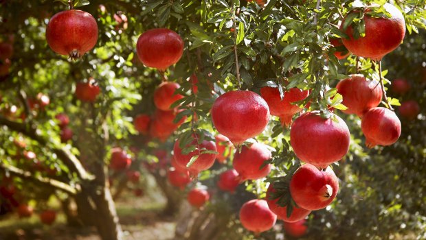Nar bağlarının hər hektarına 5000, zeytuna isə 4900 manat ödəniləcək