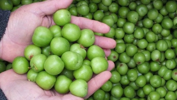 Alça qızıl qiymətinə oldu