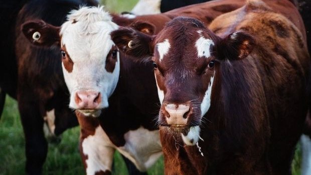 Azad edilmiş rayonlardan gətirilən mal-qaranın sayı açıqlandı