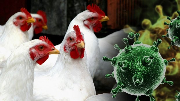 Abşeronda 247 min toyuğun qırılma səbəbi nədir – QUŞ QRİPİ, yoxsa...? 