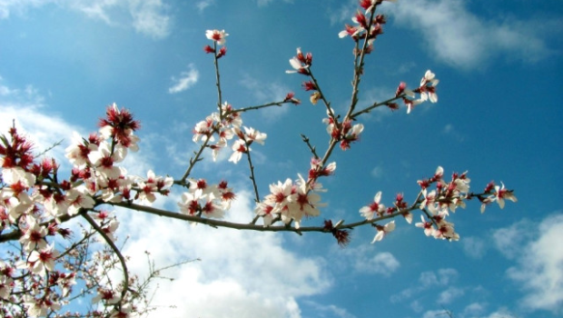 Novruz ölkəyə bu vaxtda qədəm qoyacaq - Şeyxdən AÇIQLAMA