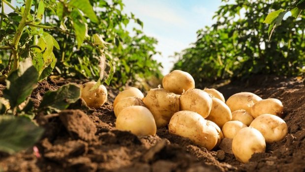 Rəngi göyərmiş kartofu almayın – Ölüm saçır