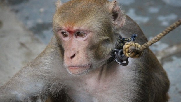 Sərgidən qaçan meymunu ticarət mərkəzində tuta bilmirlər – VİDEO