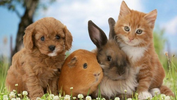 Ev heyvanları da koronavirusa yoluxacaq – Akademikdən ŞOK AÇIQLAMA - VİDEO