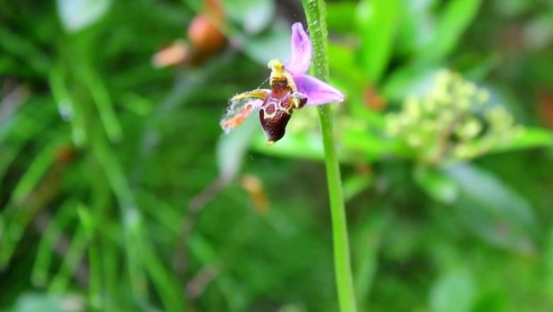 Xarı Bülbül süfrələrimizə gətirildi - FOTO 