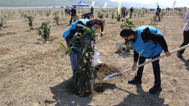 “Yaşıl Marafon”: Bakıda ağacəkmə aksiyaları keçirildi - FOTO